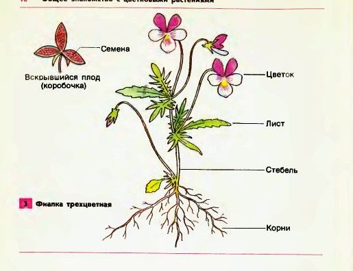 Антуриум Кавалли фиолетовый 14/50 ...