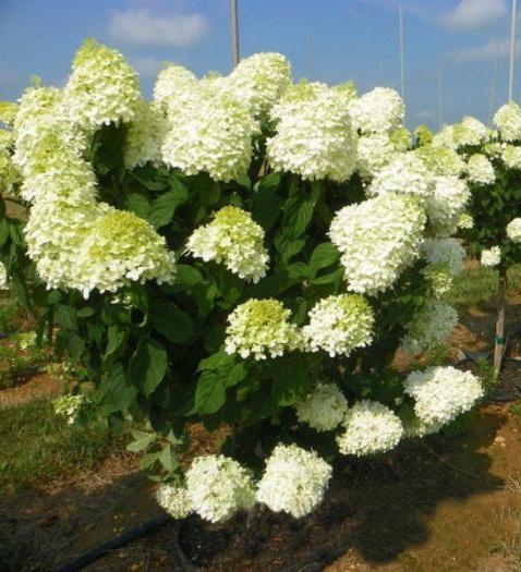 Hydrangea paniculata ...