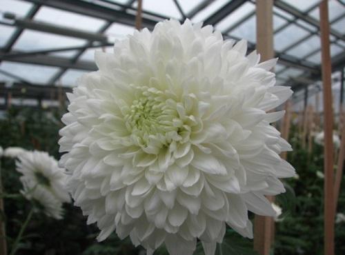 Хризантема шелковицелистная (Chrysanthemum morifolium ...