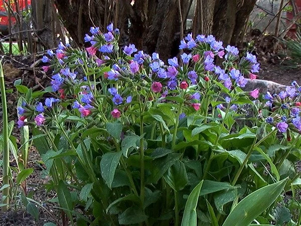 Медуница (Pulmonaria)