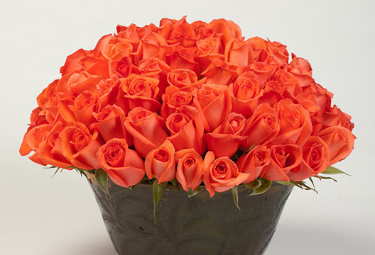 Movie Star Roses - Florabundance Wholesale Flowers