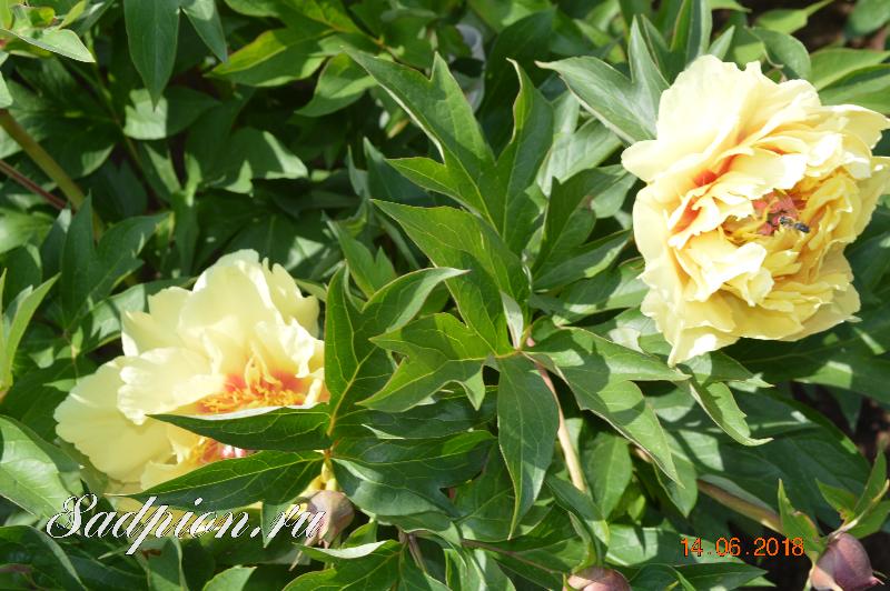 Paeonia Garden Treasure Пион Гарден Треже