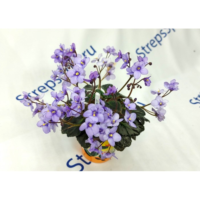 Mac's Toreador Trophy | African violets ...