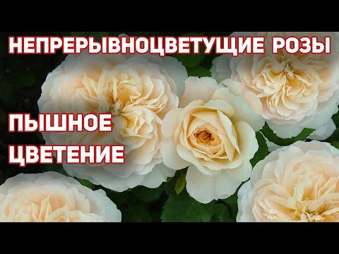 Мощные кусты роз - они прекрасны внешне и радуют своим ...