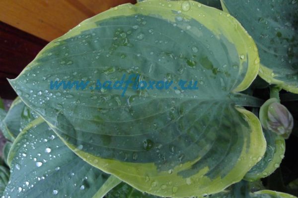 Hosta Thunderbolt — Chelsea Garden