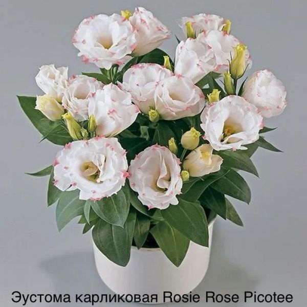 Re: ЭУСТОМА - форум магазина коллекционных орхидей orchids.ua