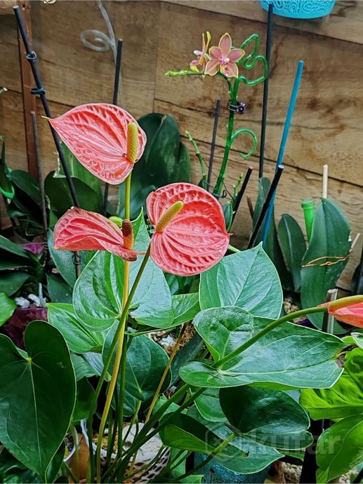 Anthurium Orange Queen