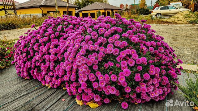 Астра новобельгийская Руби Ред / Aster novibelgii 