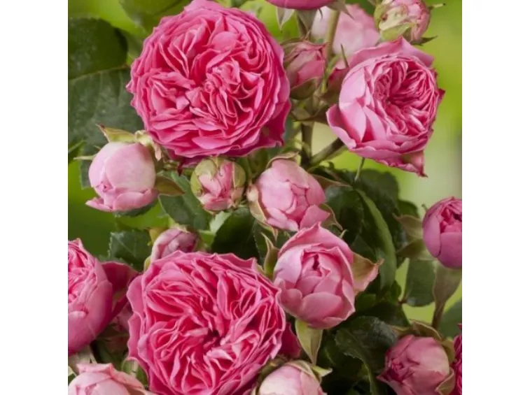 Buy online bedding roses | Rosen Tantau