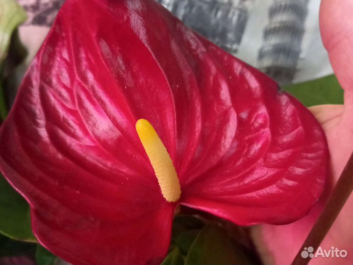 Anthurium Andr. Nevada ANTHU AN NEVADA | Anthurium ...