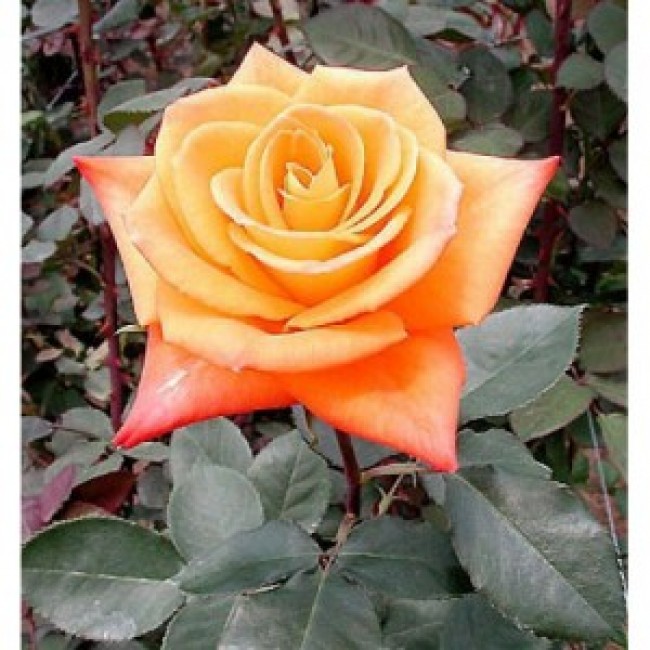 Rosa Magical Miracle | Visions Pictures