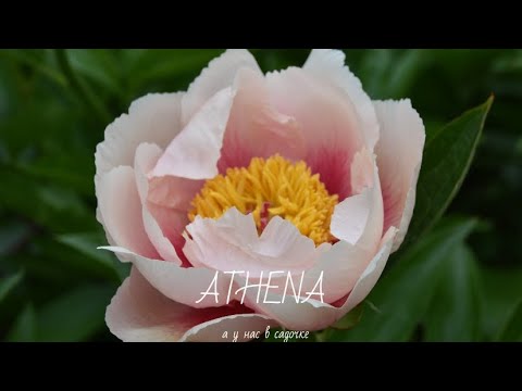 Paeonia 'Athena' - P... stock photo by Stephen Studd, Image ...