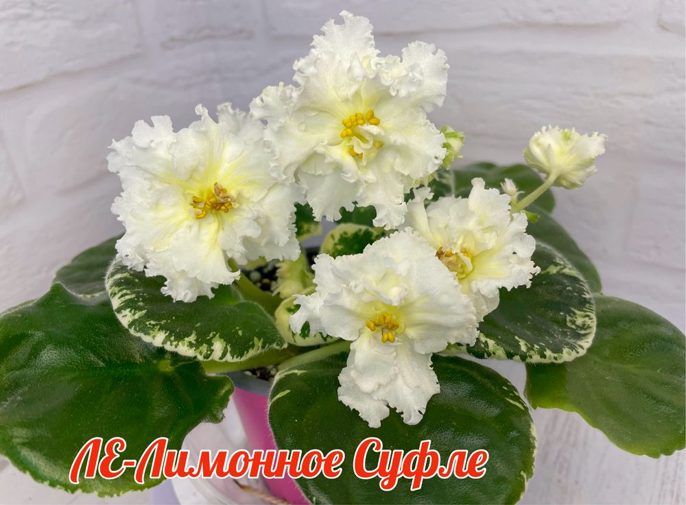 Pansies seeds - купить недорого | AliExpress