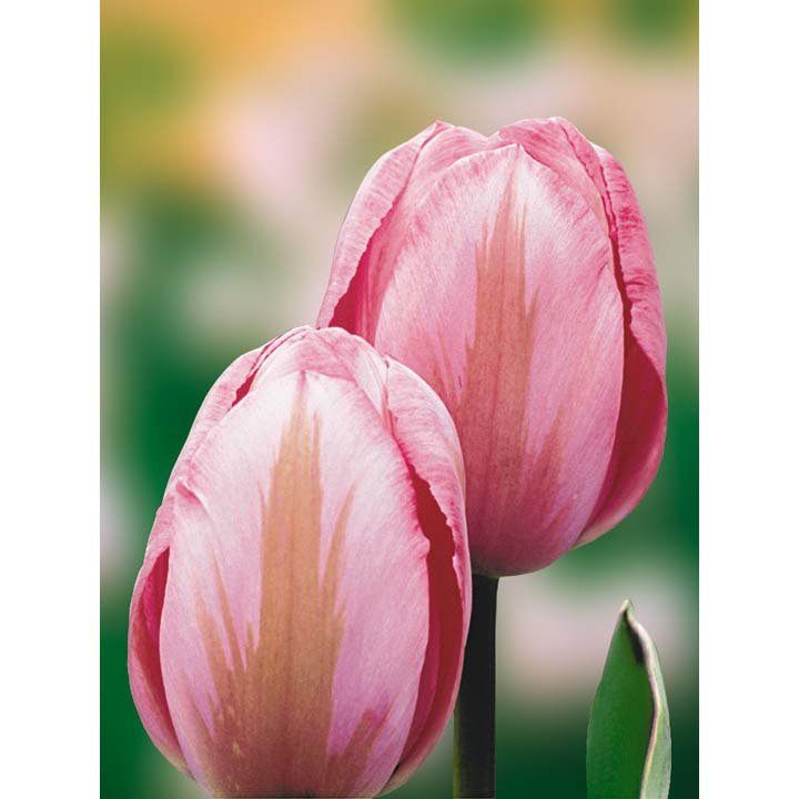 Тюльпан Design Impression #tulips #тюльпаны #бодровцветовод ...