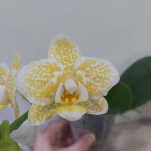 Phal. Yaphon Golden Leopard 'AN- 6609' - YouTube