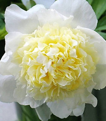 Пион Виктор де ля Марн (Paeonia Victoire de la Marne ...