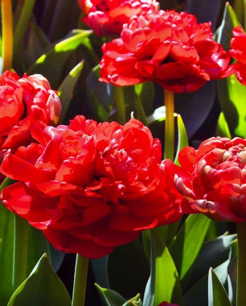 Tulipa Double Mid 'Miranda' Tulip from ADR Bulbs