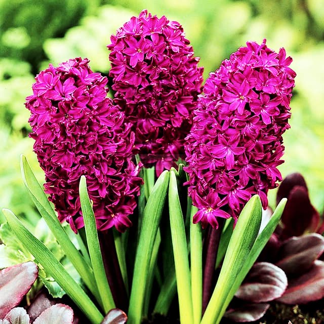 Гиацинт садовый Вудсток (hyacinthus giatsint-sadovyy ...