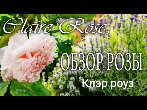 Claire Rose (Клэр Роуз) - YouTube