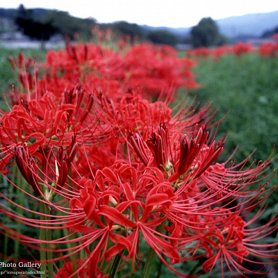 Ликорис (Lycoris) - PictureThis