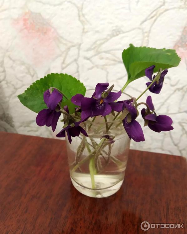 Фиалка белая садовая (Viola odorata) купить в blumgarden.ru