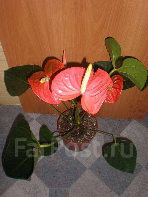 Anthurium “Orange Hot” – Aloha Tropicals