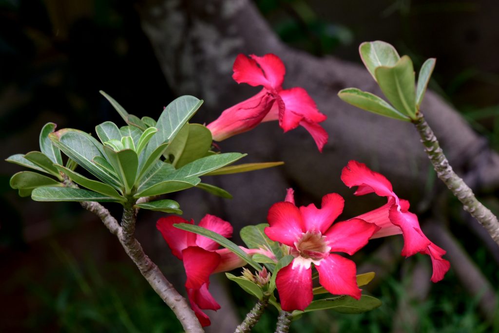 Адениум сомалийский (Adenium somalense) — описание ...