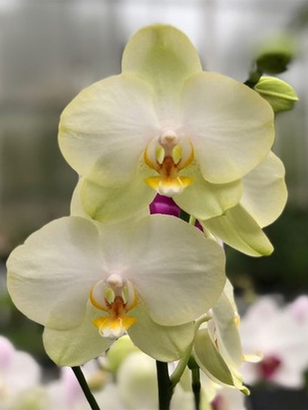 Орхидея Phal. Star Green Beauty - купить, доставка Украина