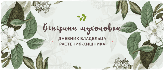 Альтернантера сидячая (Alternanthera sessilis) — описание ...