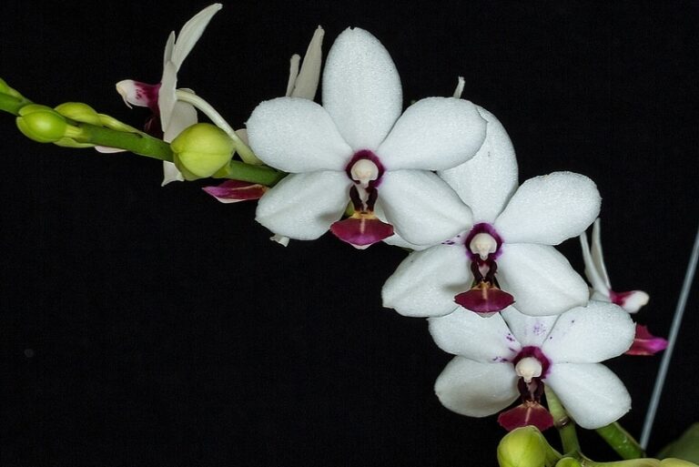 Орхидея (PHAL. SOGO YUKIDIAN × PHAL. ACKER'S SWEETIE) × PHAL ...