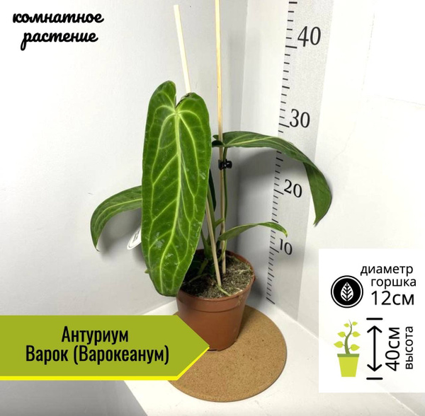 Антуриум Варока #plants #растения ...