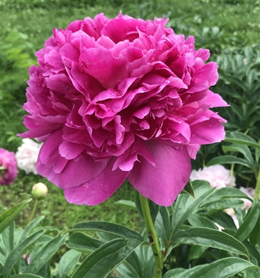 Paeonia lactiflora 'Glory Hallelujah ...