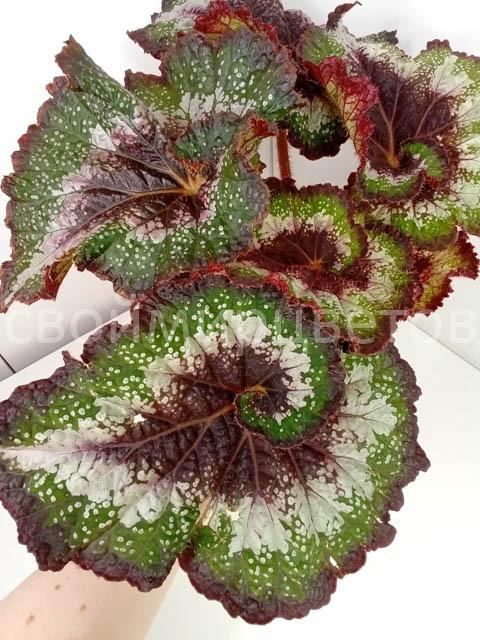 Begonia Rex “Escargot”