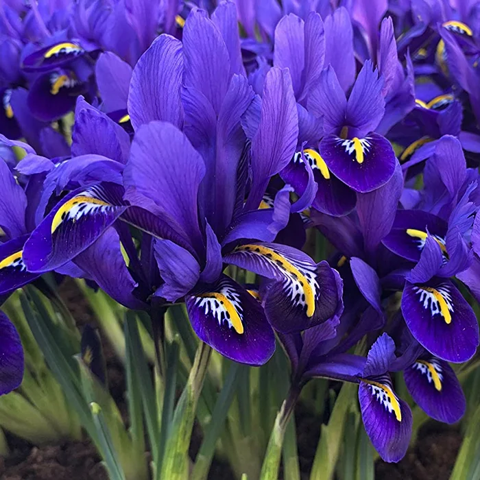 Ирис сетчатый микс (Iris reticulata mixed) 10 шт/уп ...