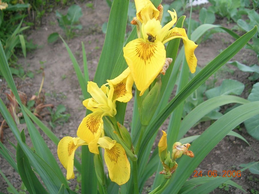 Iris pseudacorus ...