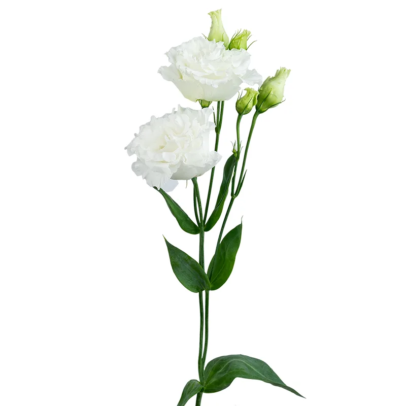 Eustoma ECHO ® WHITE (Эустома, Лизиантус): купить 3 семени c ...