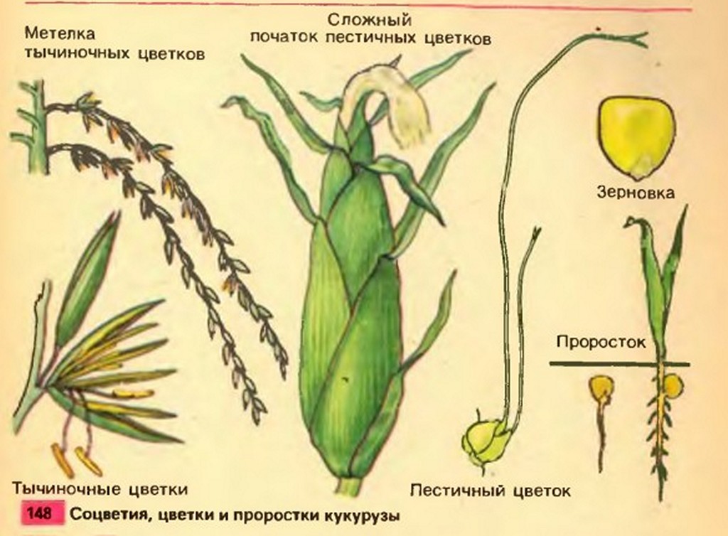 Завязь цветка