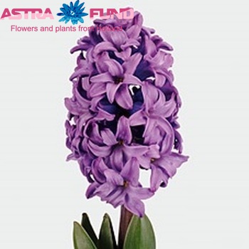 Перпл Сенсейшн Гиацинт ( Hyacinth Purple Sensation ...