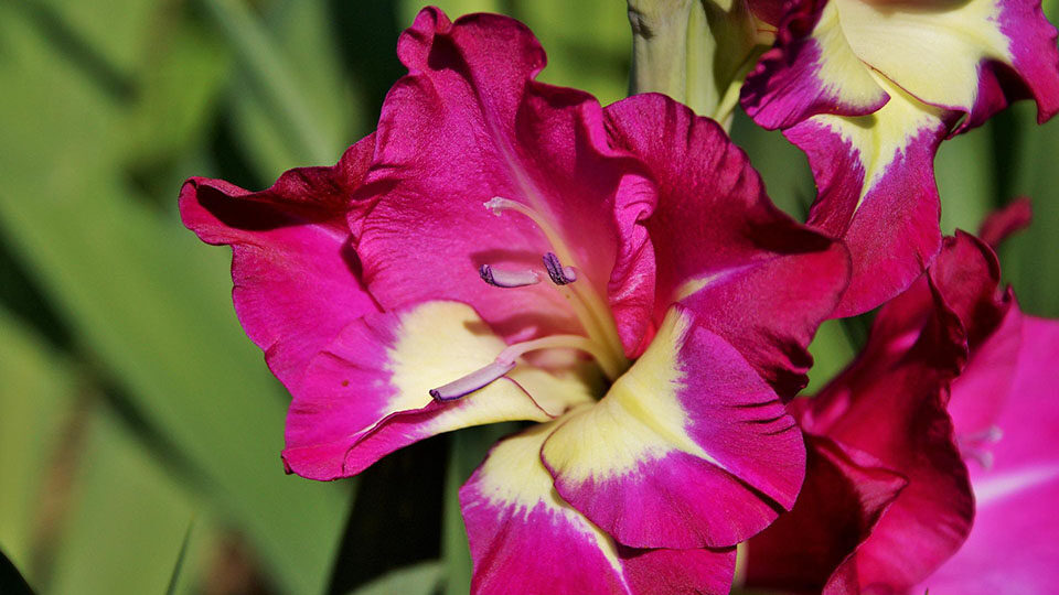 Фото гладиолуса Нина К mirgladiolus.ru © Лазаревич Тамара МИР ...