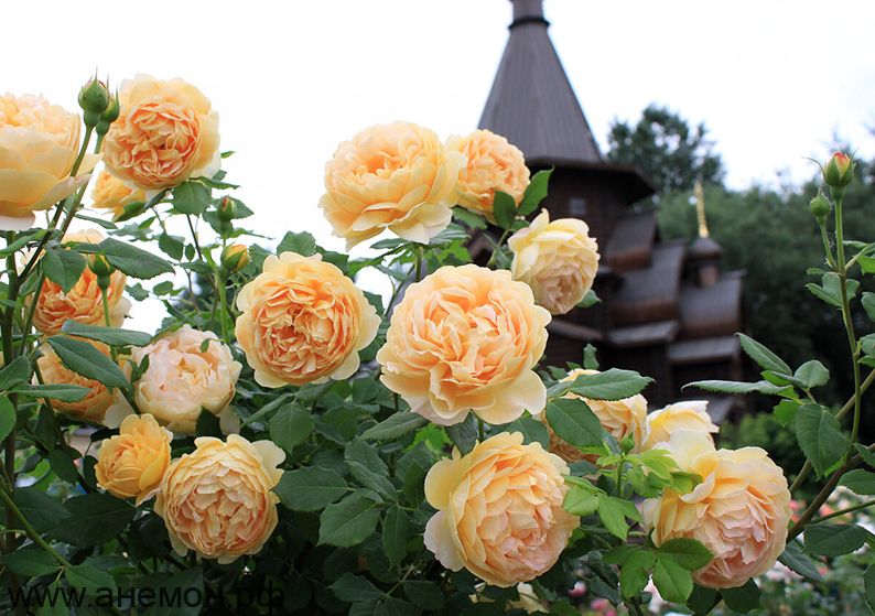 Golden Celebration Rose (Rosa 'Golden Celebration') in ...