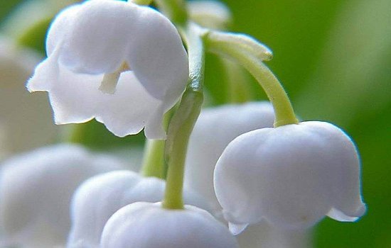 Butik Flowers