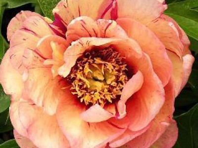 The Sonoma Kaleidoscope Peony | Adelman Peony Gardens