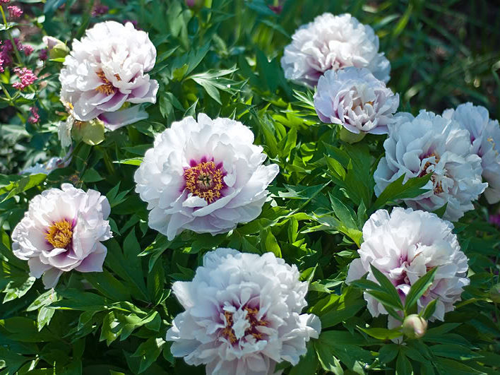 Peony Cora Louise (Cora Louise): description of the variety ...