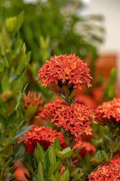 Красный игольчатый цветокKing Ixora цветущий Ixora chinensis ...