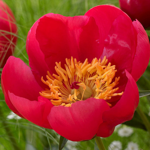 Paeonia Cytherea ...