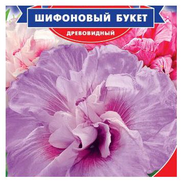 Комнатная роза: виды, пересадка и уход - Flowers.ua