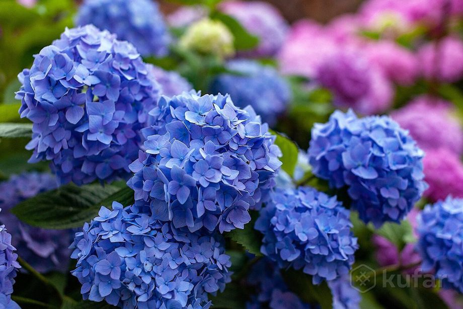 Hydrangea Endless Summer The Original ...