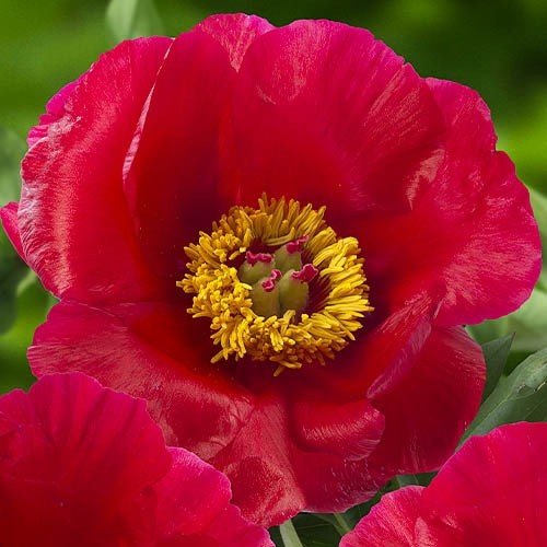 Bijūnai (Lot Paeonia) 'Blaze' 2-3 IŠ ...