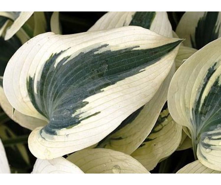 Хоста гибридная Блю Айвори (Hosta hybride Blue Ivory ...