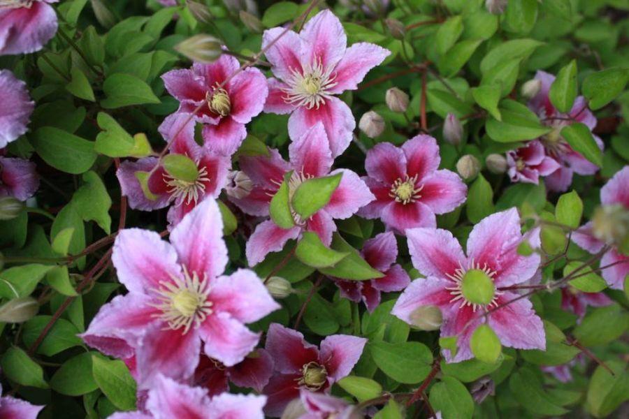 Clematis 'Wildfire' - GARDENIDEA